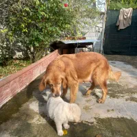 گلدن ماده|سگ|ساری, |دیوار