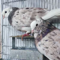 نر و ماده شازده سرور پرشی