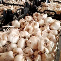 سیر درجه یک سفید