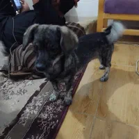 سک پاکوتاه ماده