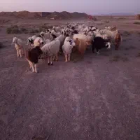 خاش|حیوانات مزرعه|گوهرکوه, |دیوار