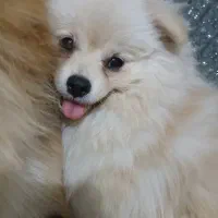 سگ پامر خرسی و روباهی معاوضه با توله ژرمن نر|سگ|تهران, علم و صنعت|دیوار