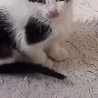 واگذاری گربه