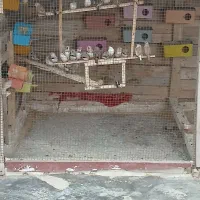 فنچ سرحال وعالی حدودا ۲۵ تا۳۰ جفت|پرنده|چابهار, |دیوار