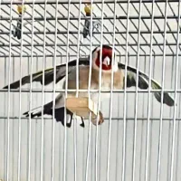 خریدار و فروشنده سهره