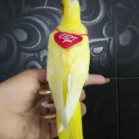 جوجه لوتینو کاملا زعفرونی|پرنده|شیراز, دروازه قران|دیوار