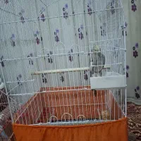 طوطی عروس اهلی|پرنده|تبریز, |دیوار