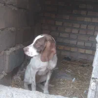 توله شکاری دنبلانی|سگ|مینودشت, |دیوار