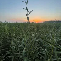 اجاره ی متور برقی  هشت انچ آب  و۲۵هکتار زمین مرغوب