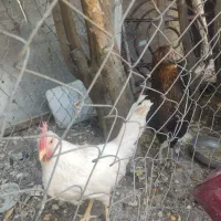 مرغ و خروس