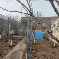 هرس کاری درخت