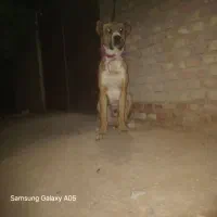 سگ خراسانی|سگ|قائن, |دیوار