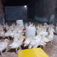 جوجه بقلمون بیوتی ۶ جنس خوب|حیوانات مزرعه|گرگان, |دیوار