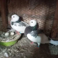 کبوتر پرشی دهنجور|پرنده|جویبار, |دیوار