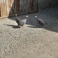 مرغ شاخدار|حیوانات مزرعه|صباشهر, |دیوار