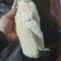 کاپشن بوفالو|لباس|کنگاور, |دیوار