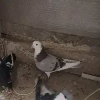 کفتر|پرنده|گلبهار, شهر جدید گلبهار|دیوار