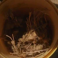 پیاز زعفران درجه 1