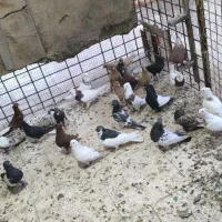 رنگی|پرنده|کارون, |دیوار