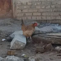 یه جفت مرغ خروس عربی