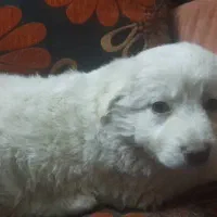 توله پشمالو|سگ|مشهد, رده|دیوار