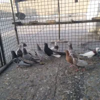 کفتر رنگی دم سفیددمبی