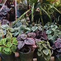 پپرومیا چروک