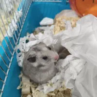 همستر قهوه‌ای و طوسی