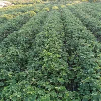 نهال توت فرنگی سابرینا|گل و گیاه طبیعی|دلند, |دیوار