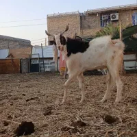 بز  نر