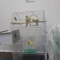 عروس هلندی مولد