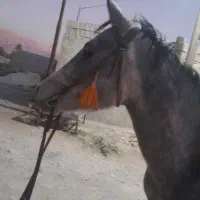 اسب کرد|اسب و تجهیزات اسب‌سواری|کازرون, |دیوار