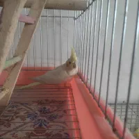 عروس هلندی|پرنده|خمینیشهر, |دیوار