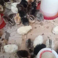 جوجه مرندی کاکلی گردن لخت زینتی برهما