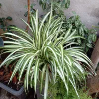 گلهای سر حال