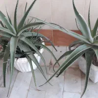گلدان آلوورا،آلوئه ورا|گل و گیاه طبیعی|قم, شاه سید علی|دیوار
