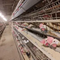 قفس مرغداری