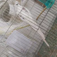 سه جفت عروس مولد|پرنده|بافت, |دیوار