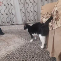 واگذاری گربه|گربه|زنجان, |دیوار