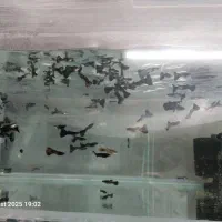 انواع ماهی زینتی و کت فیش|ماهی|شاهینشهر, کوی مهدیه|دیوار