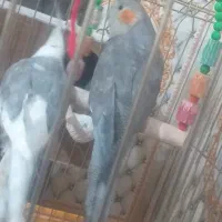 عروس هلندی کارداده|پرنده|رودبار (کرمان), |دیوار