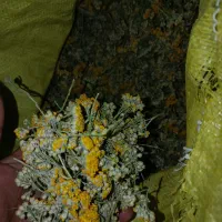 گیاهان دارویی