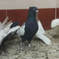 سه تا نر پرشی زرنگ