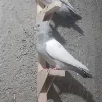 ماده سینه سوسنی|پرنده|شیراز, حومه شیراز|دیوار