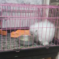 خرگوش لوپ اصیل اوکراینی|موش و خرگوش|بندرعباس, |دیوار