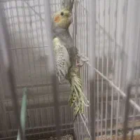 عروس گل باغالی