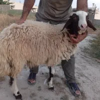 فروش بره مخصوص عید قربان