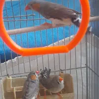 فنچ زبرا|پرنده|تهران, انبار نفت|دیوار