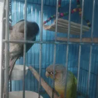 جفت گرینجیک|پرنده|مشهد, ادیب نیشابوری (شهرک غرب)|دیوار