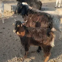 بره و بزغاله نرسبک|حیوانات مزرعه|قائن, |دیوار